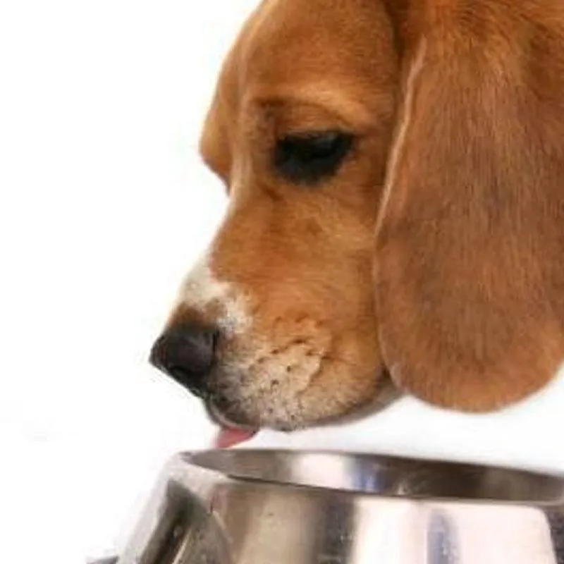 Pet Stainless Steel Bowl with Anti-Slip Pad