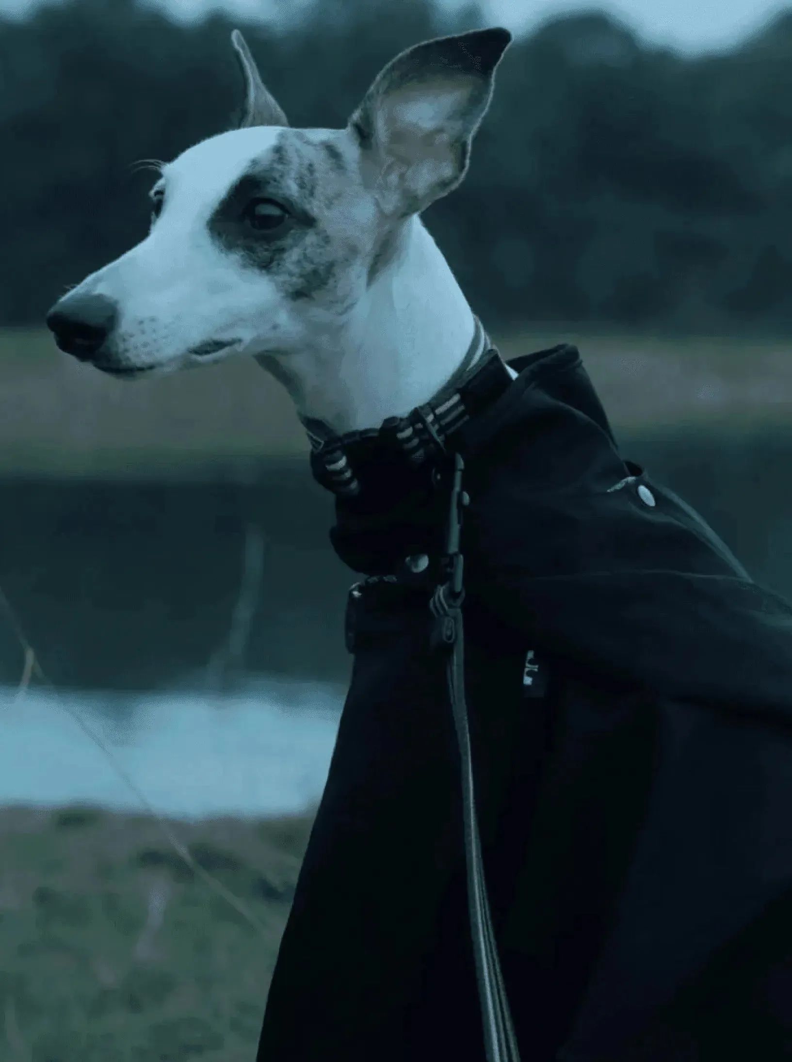 [RoamRoam X ULA HOUND] COLLAR & LEASH SET