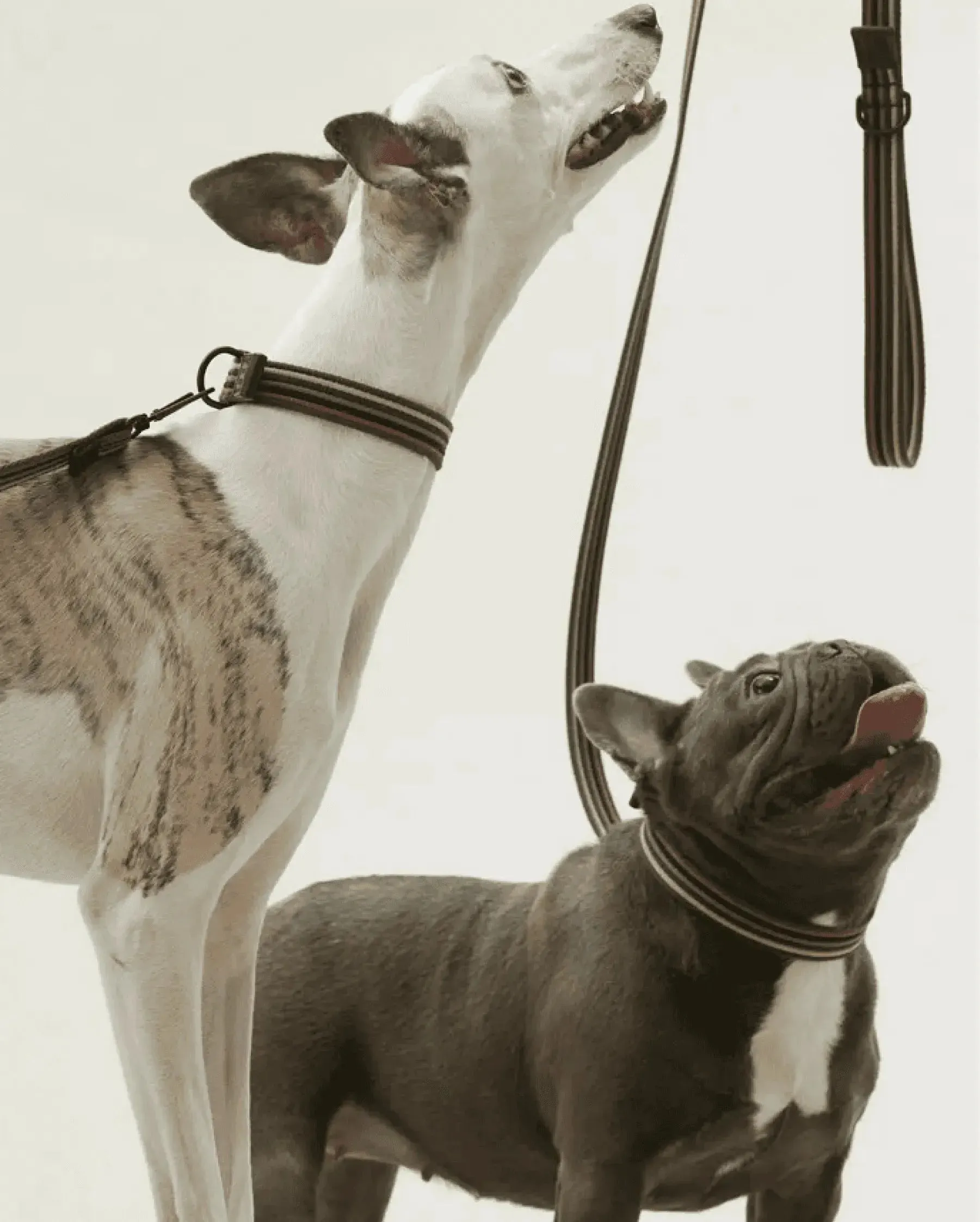 [RoamRoam X ULA HOUND] COLLAR & LEASH SET