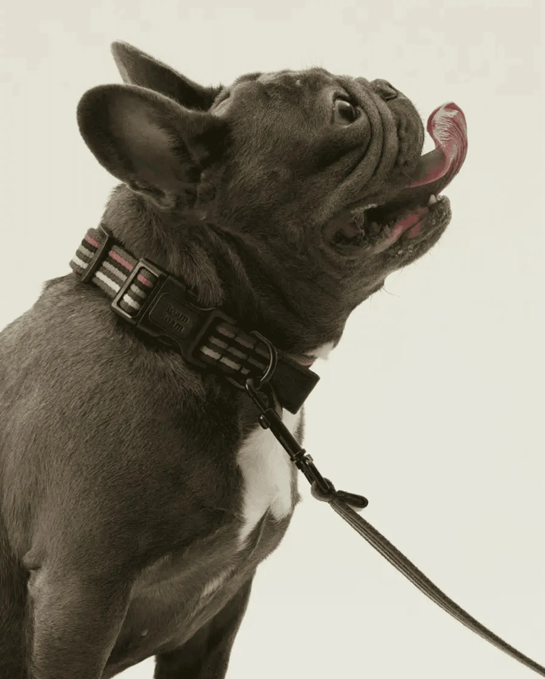 [RoamRoam X ULA HOUND] COLLAR & LEASH SET