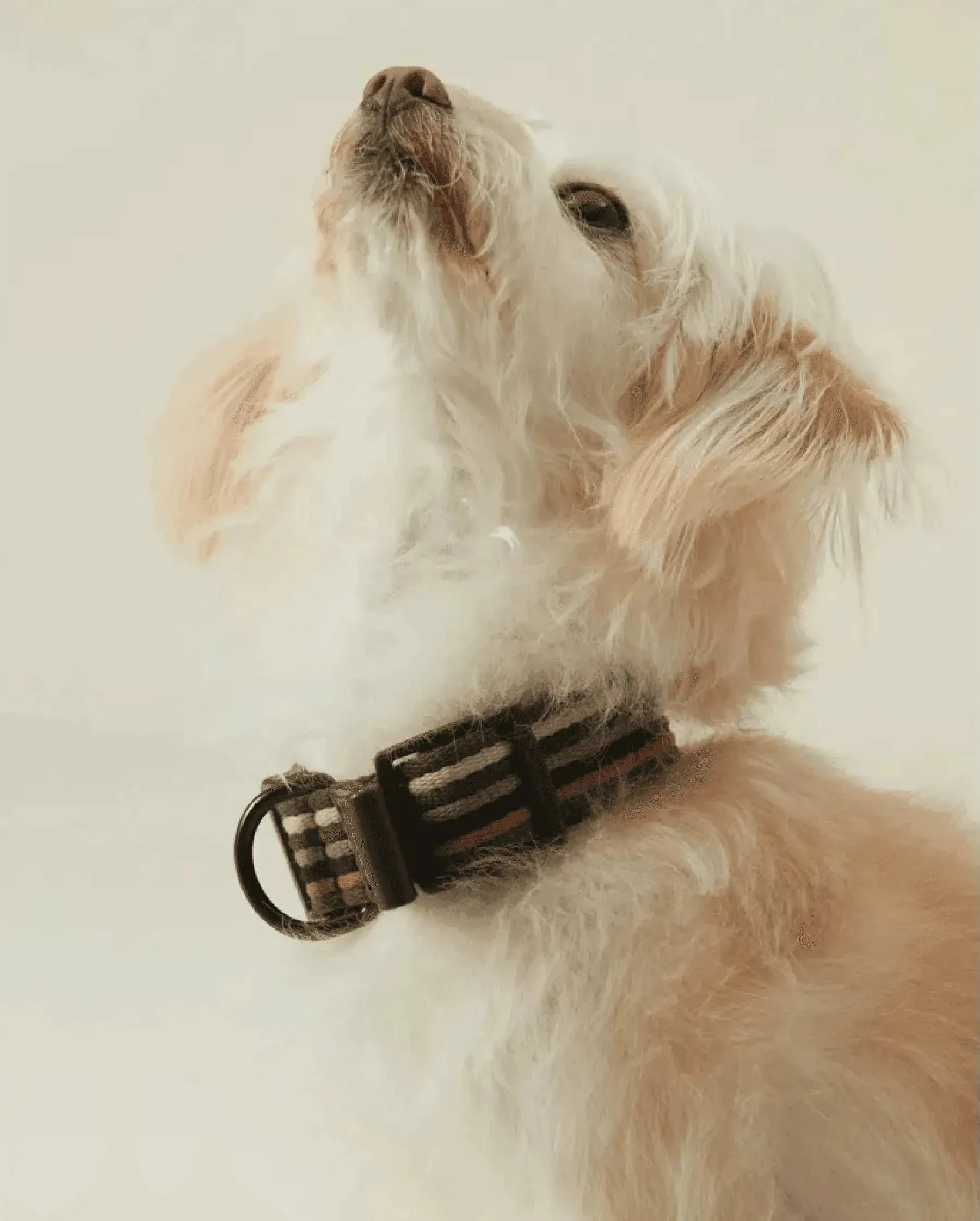 [RoamRoam X ULA HOUND] COLLAR & LEASH SET