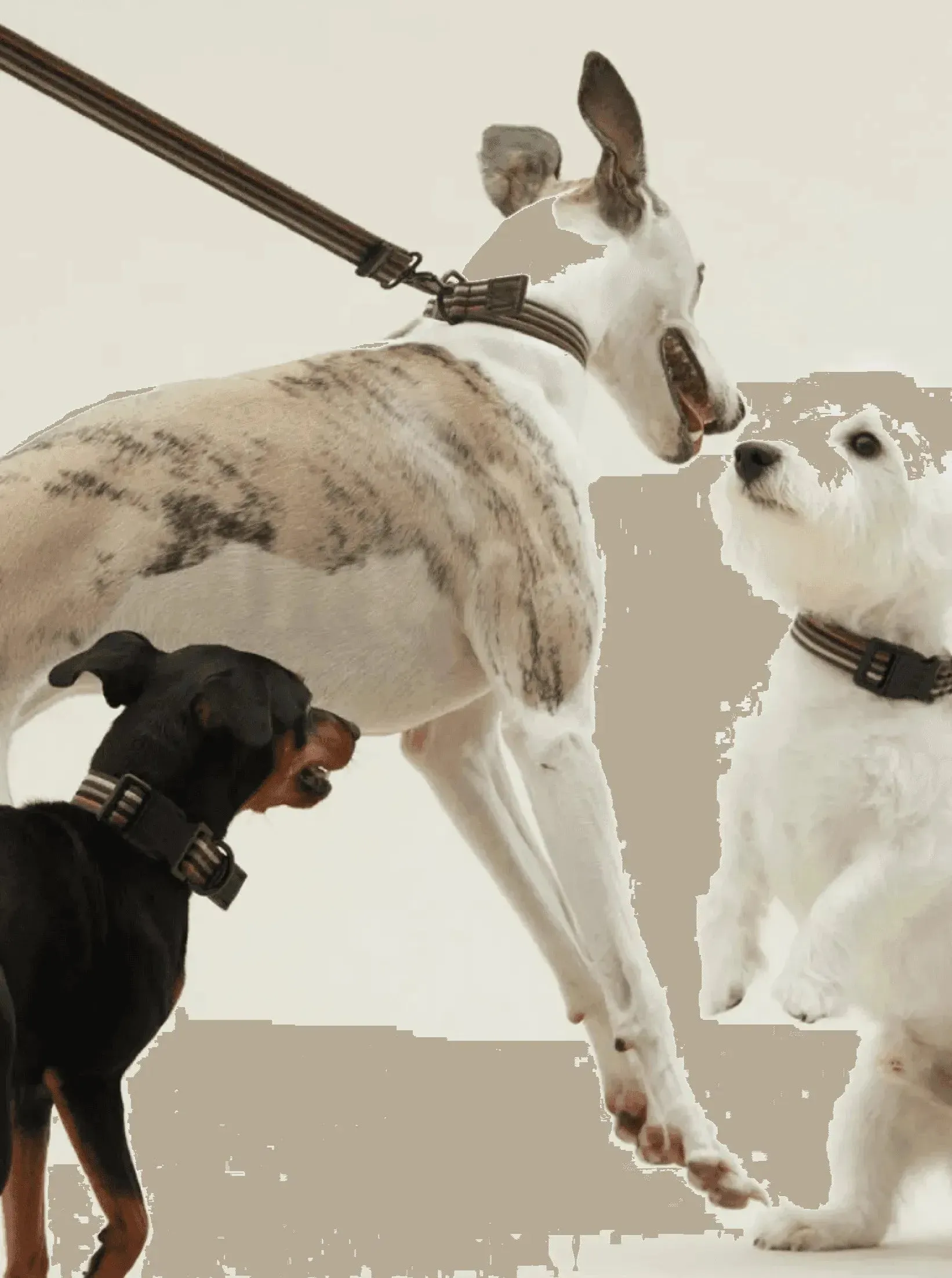 [RoamRoam X ULA HOUND] COLLAR & LEASH SET