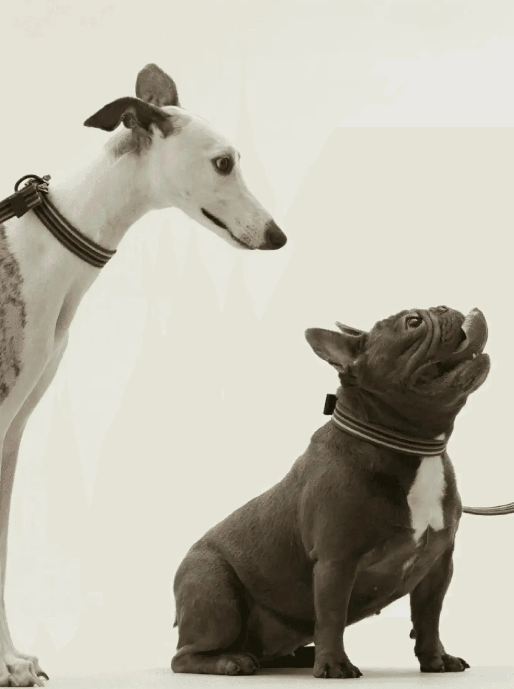 [RoamRoam X ULA HOUND] COLLAR & LEASH SET